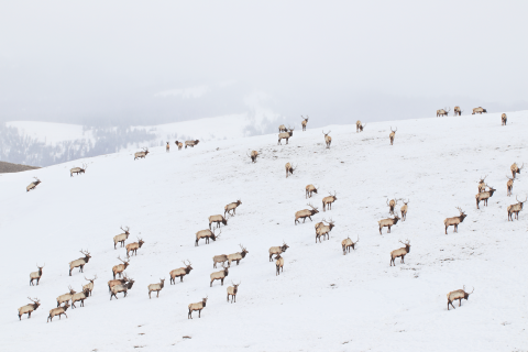 Dozens of bull elk on a snowy hill