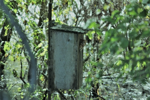 Eastern Screech Owl using a wood duck nesting box at Delair Division of Great River National Wildlife Refuge