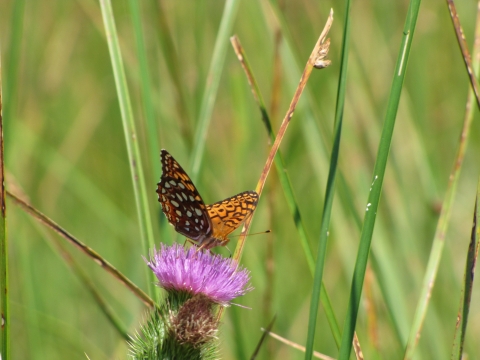 A small orange, black and white butterfly rests on a purple flower, surrounded by blades of grass. 
