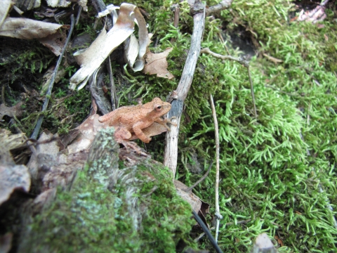Spring peeper in moss.