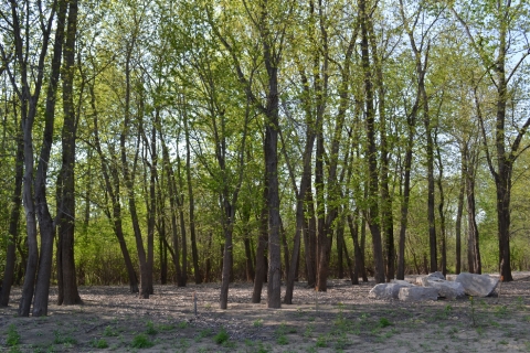 Wooded area at Middle Mississippi National Wildlife Refuge