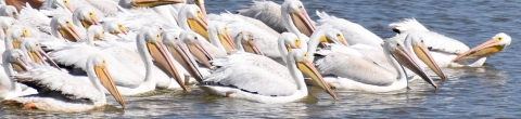 Pelicans migrating at Clarence Cannon National Wildlife Refuge