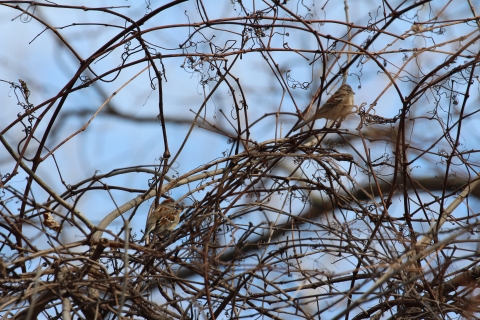 Shiawassee American Tree Sparrow