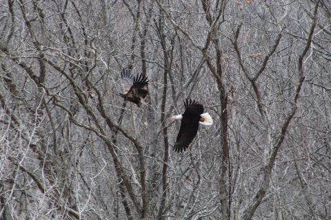 Juvenile and Adult Bald Eagles Leaving Their Perch