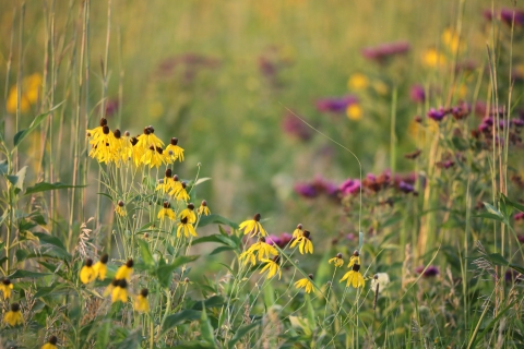 Up close prairie flowers and tall grass.