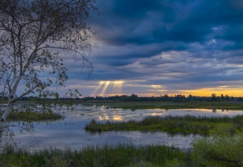 Wetland landscape during sunrise, with light shafts