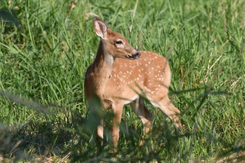 A red and white-spotted fawn stands in tall green grass
