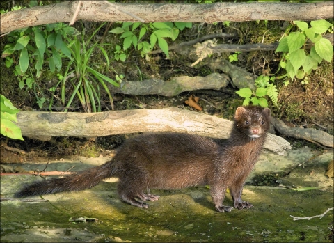 Furry brown mink standing on a stream bank