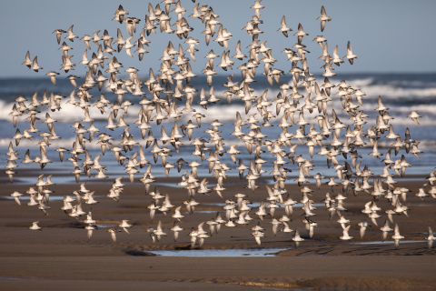 A large flock of pale-colored shorebirds flies low over a beach
