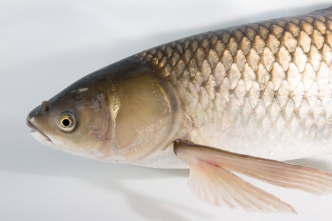 An adult grass carp in a holding tank