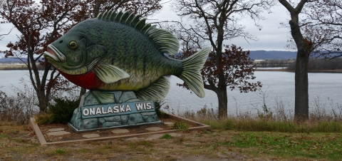 A giant bluegill fish sculpture on the banks of a river with the words "Onalaska, Wisconsin" below it
