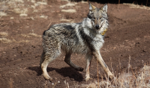 A mexican wolf with a yellow radio collar stands looking at the camera