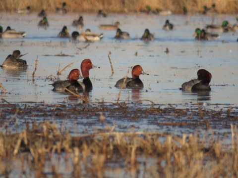 Redhead ducks swimming on water.
