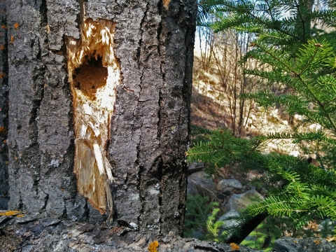 A hole in a tree created by a woodpecker