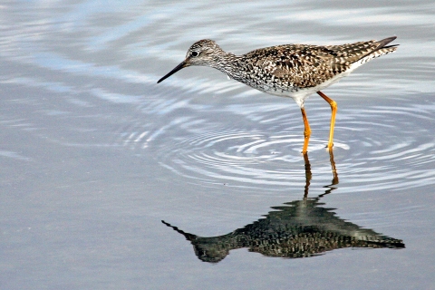 shore bird wading in the water
