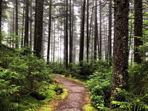 a walking path through tall pines