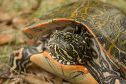 a striped turtle with red, yellow, and green marking