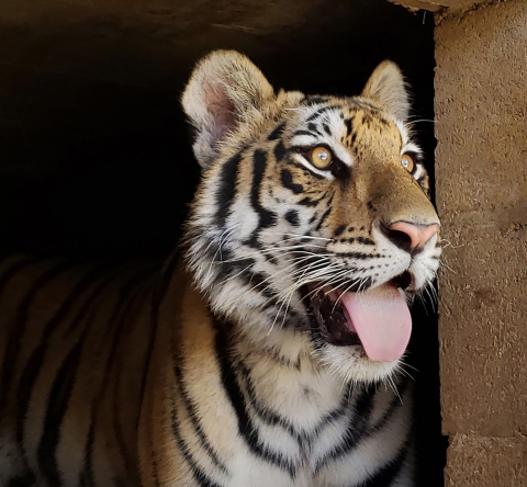 A panting adult hybrid Bengal tiger peers out of a brick enclosure 