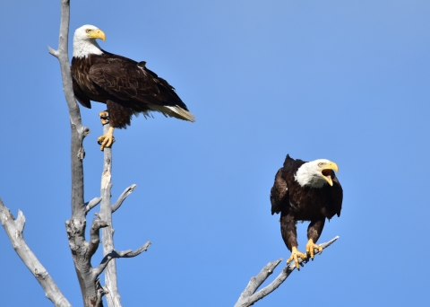 Bald eagles perched in a tree