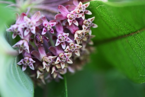 Common milkweed in bloom