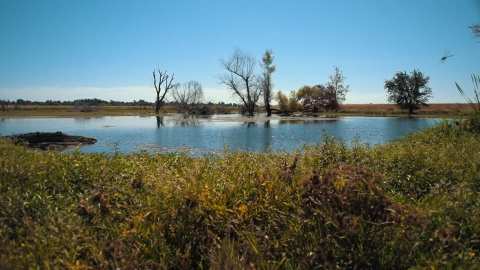 Several trees line a wetland with shrubs and grass in the foreground.