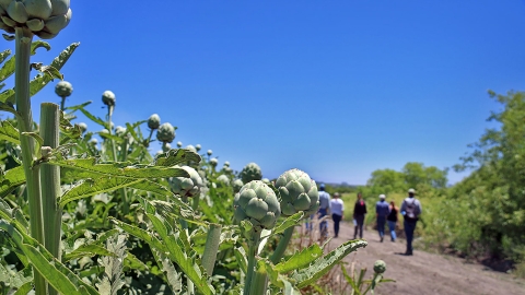 A field of artichokes with people walking in the distance