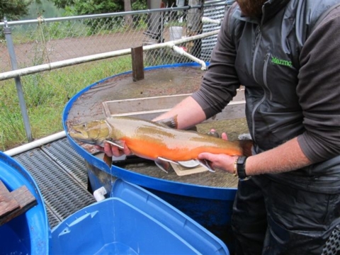 Avista biologist holding a Bull Trout before transport to be released into the Clark Fork River