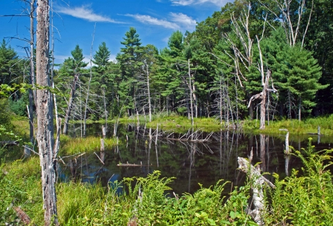 A small pond surrounded by leafy green vegetation, a few standing dead trees and verdant forest