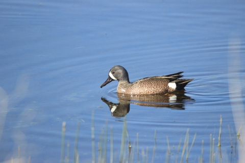 Blue-winged Teal at Kulm Wetland Management District