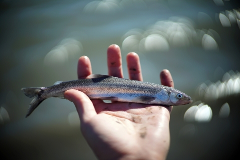 small fish in a person's hand