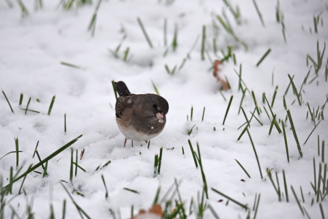 A dark-eyed junco in the snow