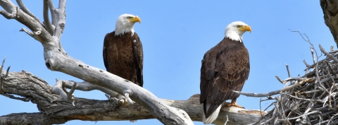 Two adult bald eagles -- with black bodies, white heads and,yellow beaks -- perching side by side on a branch next to a nest