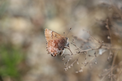 Silvery brown butterfly perched on a stem