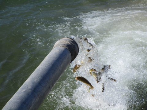 Image of fish being released from a pipe