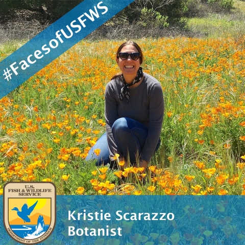 A woman kneels in a field of yellow - orange wildflowers. A banner reads "#FacesofUSFWS". Another banner reads "Kristie Scarazzo, Botanist"