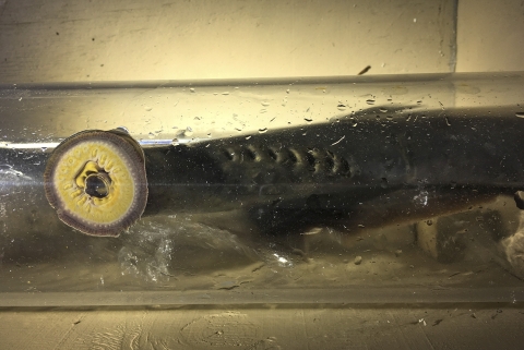 A parasitic eel-like fish with a gaping mouth