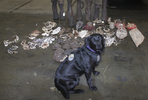 a black dog sitting in front of artifacts from Papua New Guinea including swords and shields made from animal parts and reptile products discovered in a warehouse.