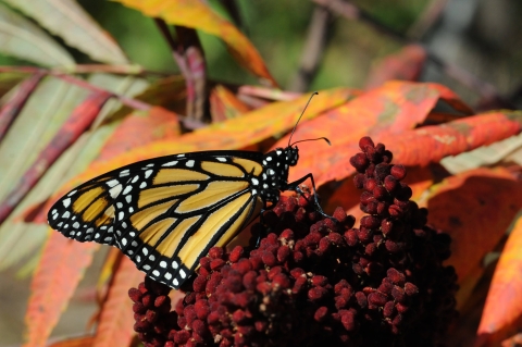 A monarch butterfly resting in the sun on sumac