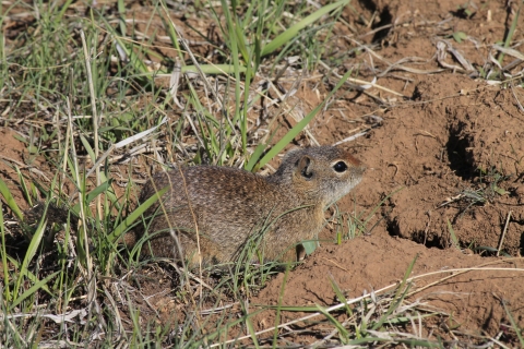 Northern Idaho ground squirrel entering a burrow