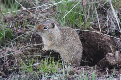 Northern Idaho ground squirrel emerging from a burrow