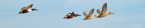 Four ducks with large bills fly over the marsh. The two leading ducks are mostly brown. The two that follow have green heads, yellow eyes, a white breast, and chestnut-colored bellies.