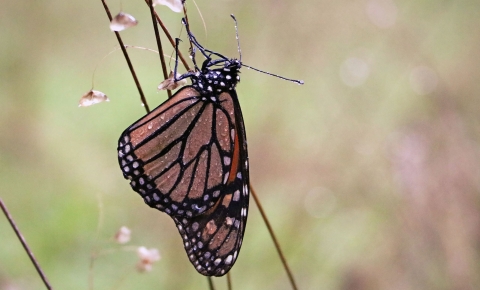 black, orange and white butterfly with raindrops on wings sits on branch
