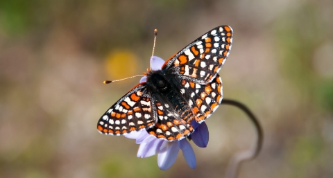A black, white, and orange butterfly sits on purple flower