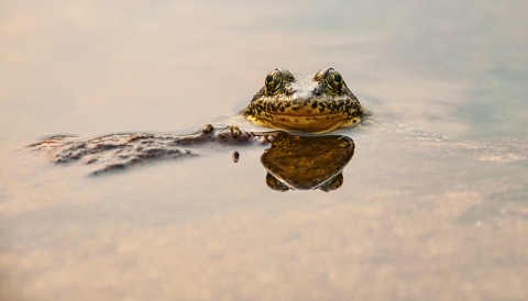 the head of a mountain yellow-legged frog pops out of the water of a lake in afternoon sun