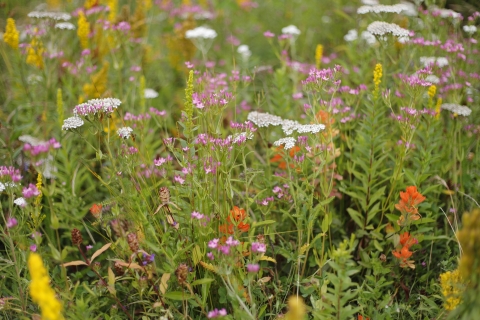 A colorful array of flowers and greens in a coastal prairie