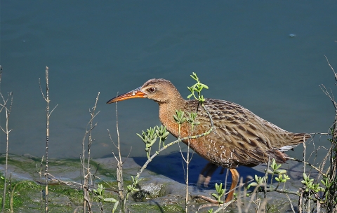 A brown bird standing on the edge of the water