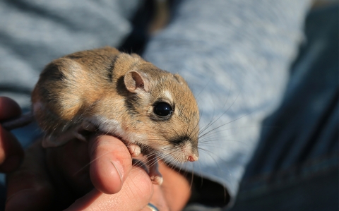 A person holds a Stephens' kangaroo rat on the top of their hand.