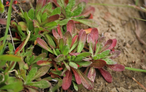 A plant with green and red flowers