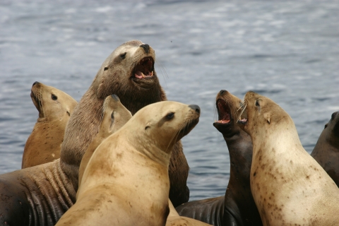A group of large golden-brown sea lions roar in unison with the gray-blue ocean behind them