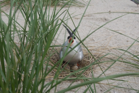 A white bird with black head and red beak sitting a eggs on a san beach behind tall grass